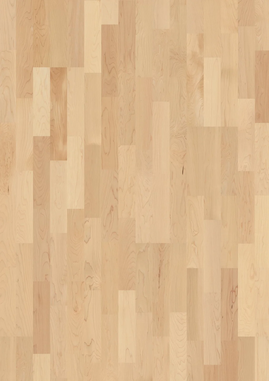 Maple can. Andante, 14mm 3-Strip