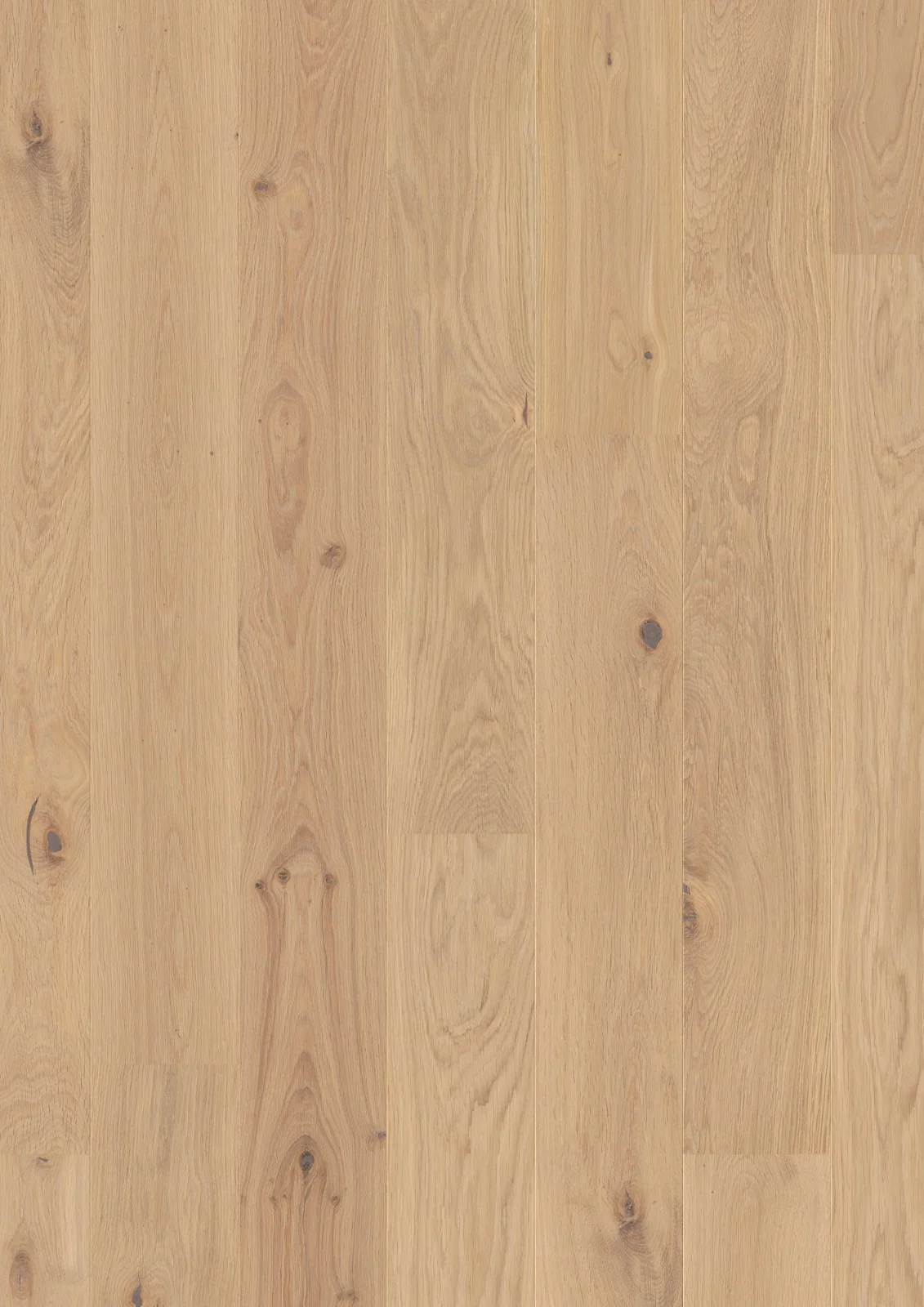 Oak Animoso, Live Pure, 13.2mm Plank 181
