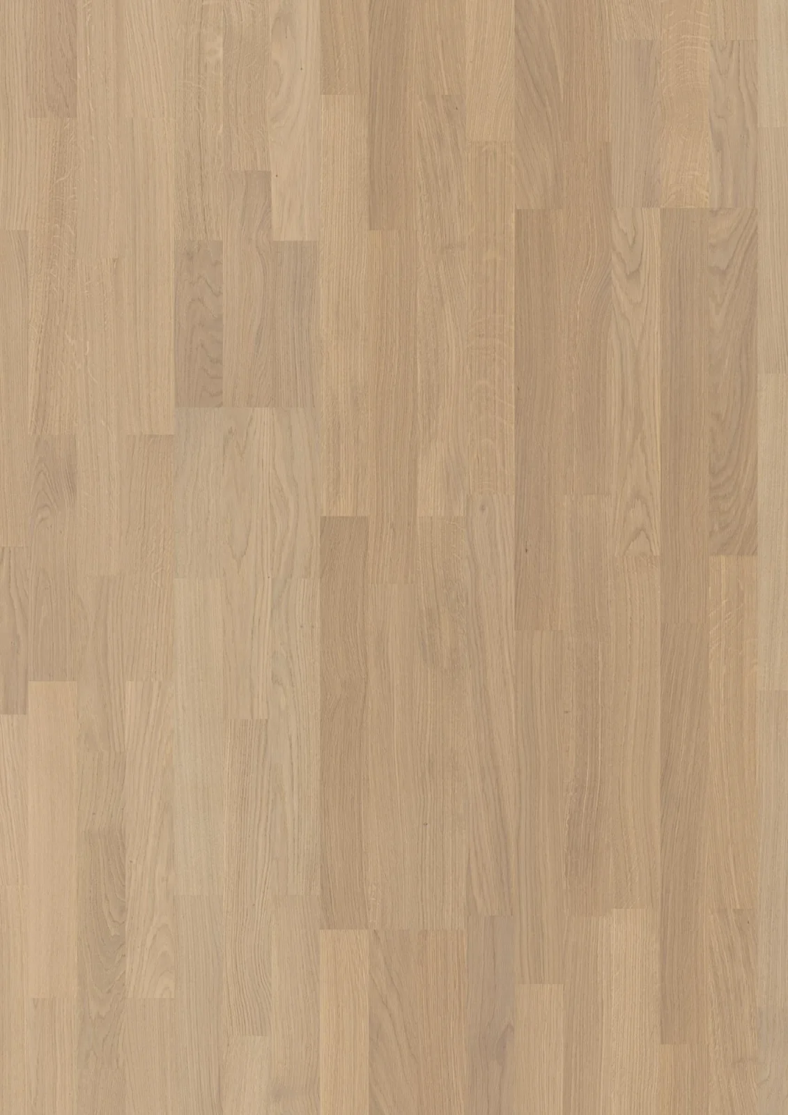 Oak Andante, Live Pure, 14mm 3-Strip